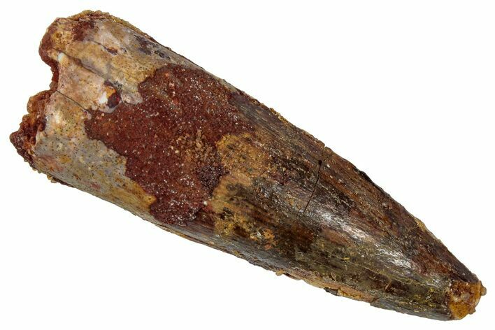 Fossil Spinosaurus Tooth - Real Dinosaur Tooth #346797